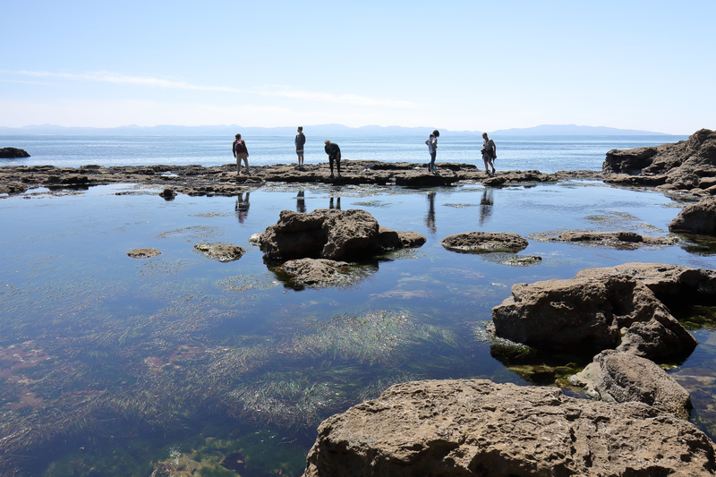 Illustration for article titled Pics from the (Ocean Floor): 2018-05-05 at Botanical Beach
